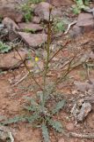 Oenothera leptocarpa