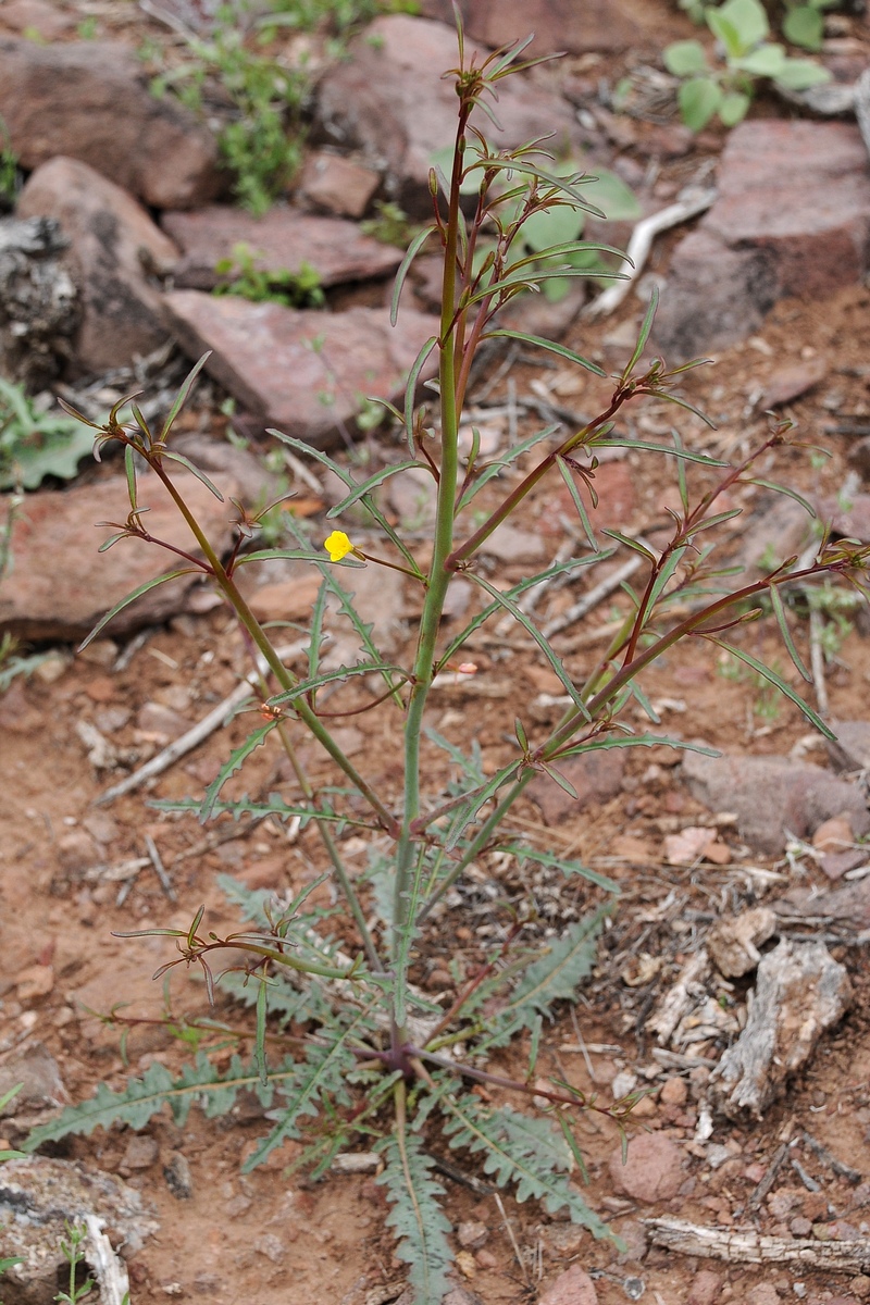 Изображение особи Oenothera leptocarpa.