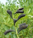 Смотреть изображение Baptisia australis