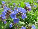 Pulmonaria mollis