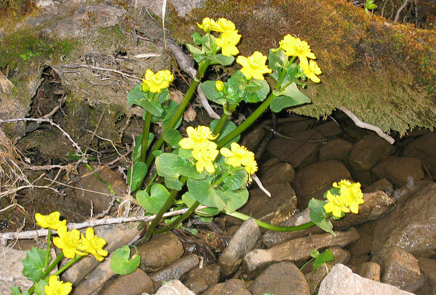 Image of Caltha palustris specimen.