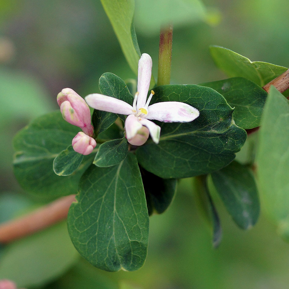 Image of Lonicera tatarica specimen.