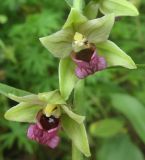 Epipactis helleborine. Цветки. Краснодарский край, м/о город-курорт Геленджик, окр. хут. Джанхот, гора Святая Нина, горельник в сосновом лесу. 10 июня 2017 г.