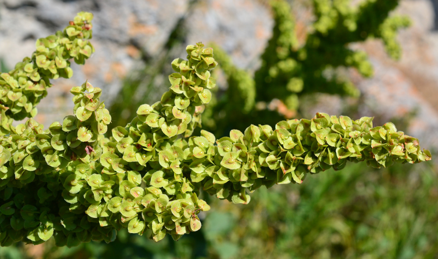 Image of Rumex patientia ssp. orientalis specimen.