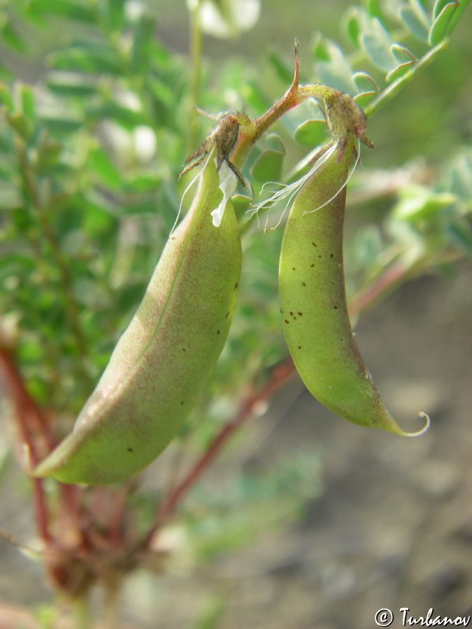 Image of Astragalus guttatus specimen.