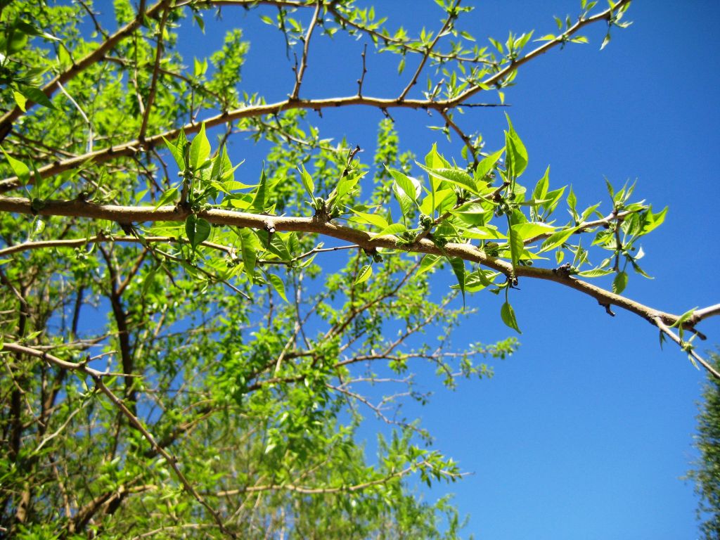 Image of Maclura pomifera specimen.