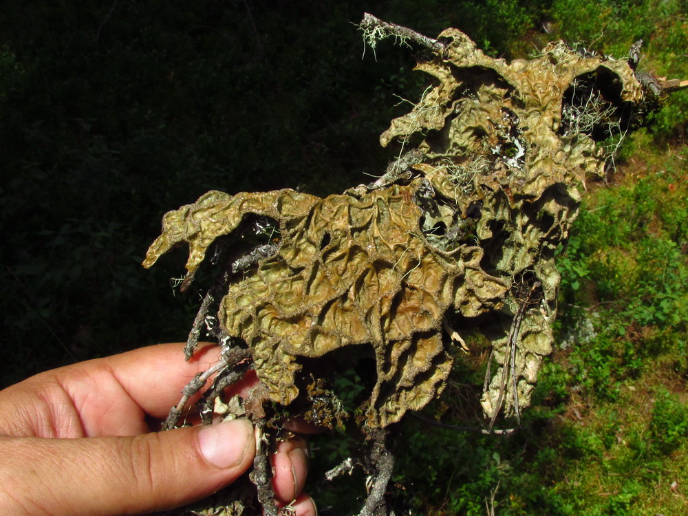 Image of Lobaria sajanensis specimen.