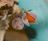 Commiphora gileadensis. Созревающие плоды. Израиль, впадина Мёртвого моря, киббуц Эйн-Геди. 24.04.2017.
