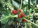 Ficus benghalensis