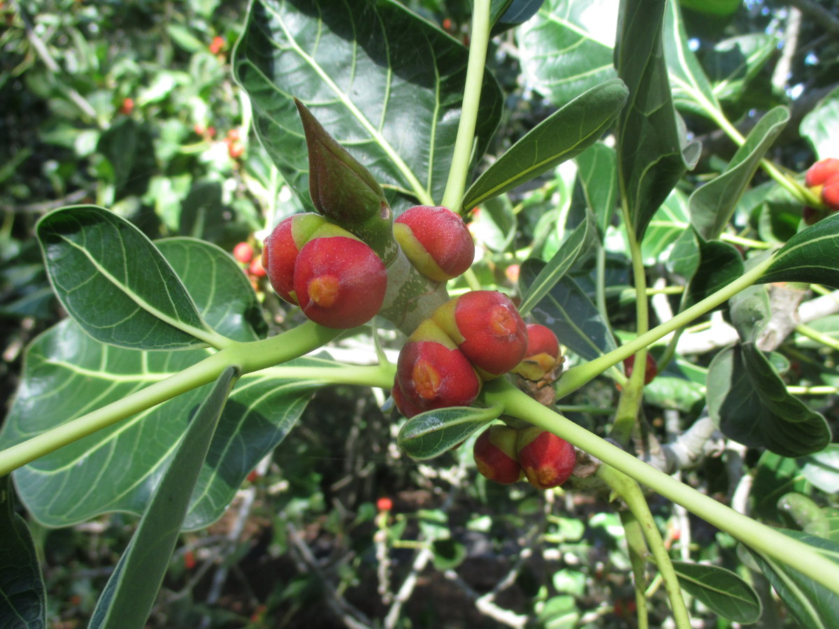 Image of Ficus benghalensis specimen.