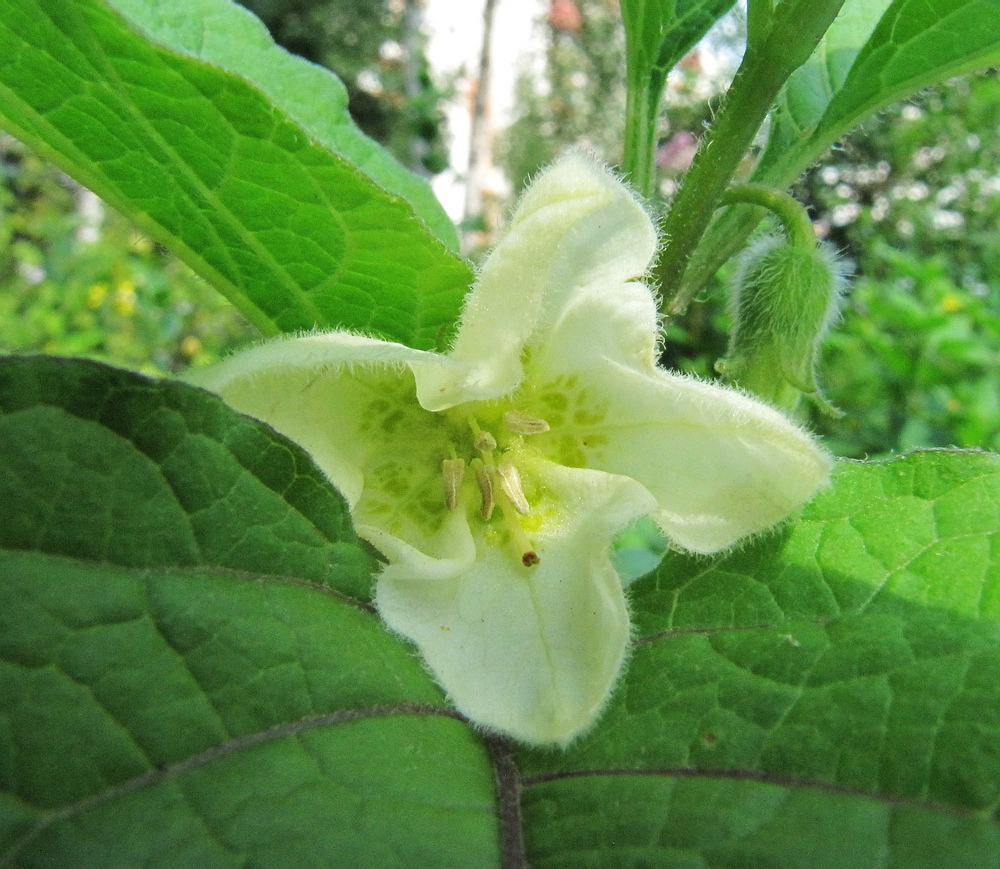 Image of Alkekengi officinarum specimen.