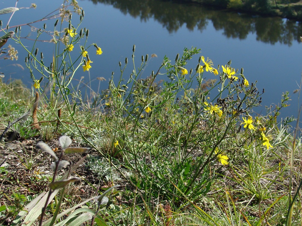 Изображение особи Youngia tenuifolia.