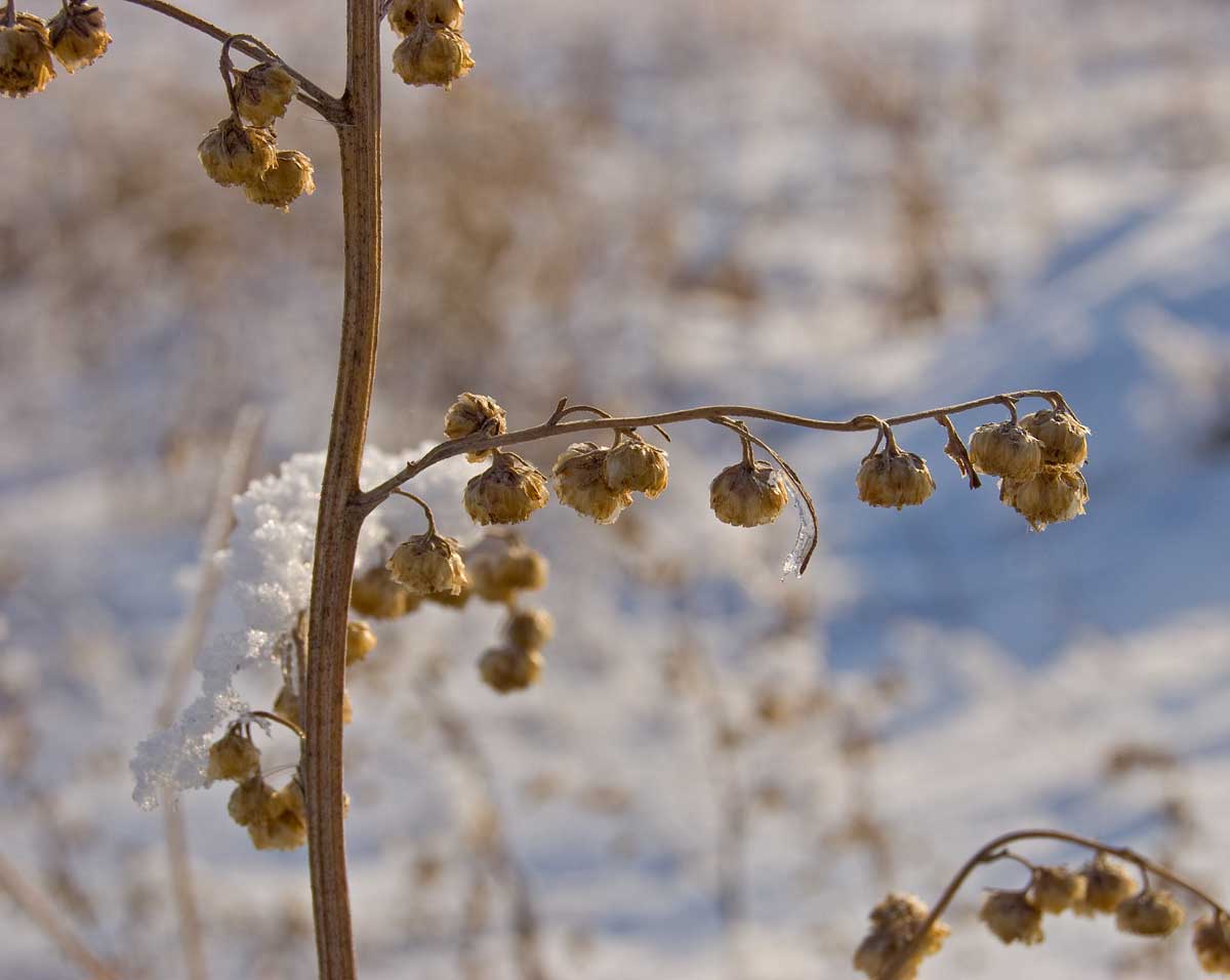 Image of genus Artemisia specimen.