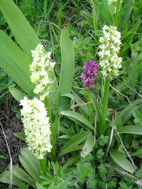 Изображение особи Dactylorhiza romana ssp. georgica.