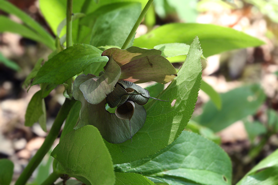 Image of Helleborus orientalis specimen.