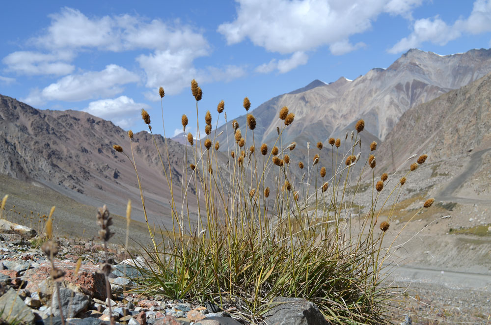 Image of Calamagrostis anthoxanthoides specimen.