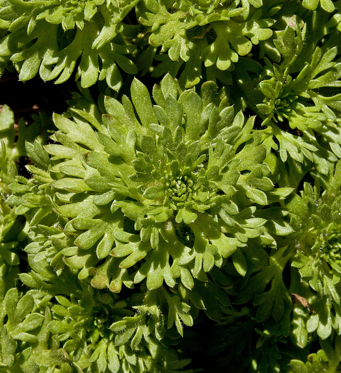 Image of Saxifraga &times; arendsii specimen.