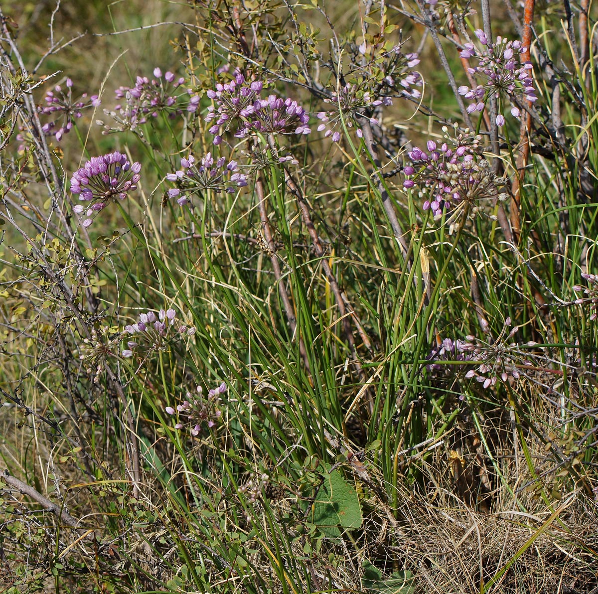 Image of Allium rubens specimen.