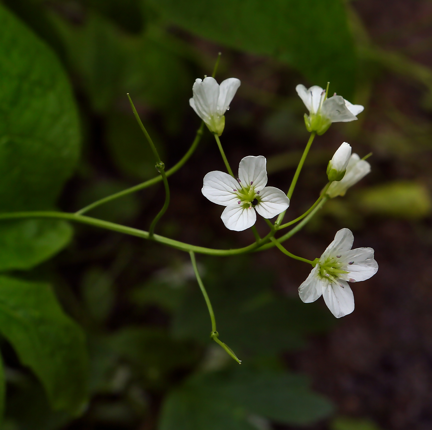 Изображение особи Cardamine amara.