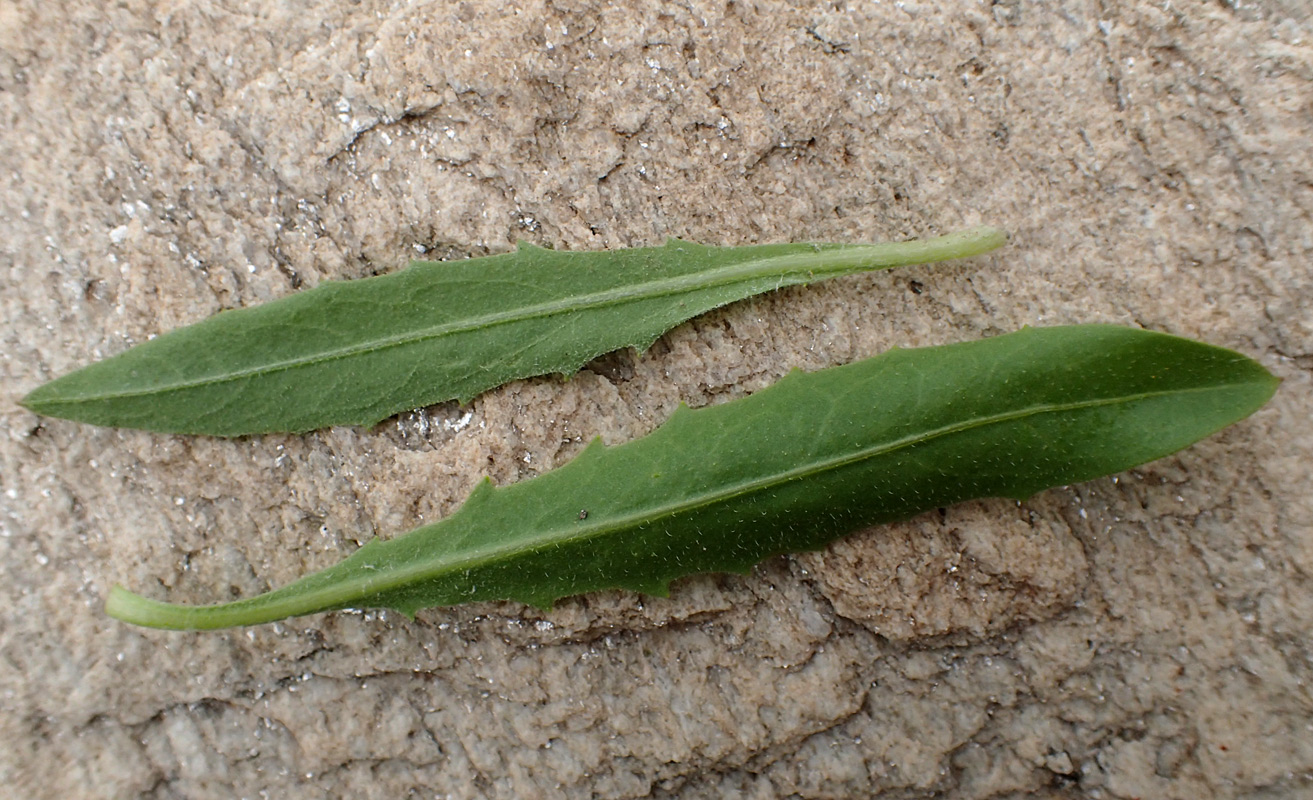 Image of Tolpis barbata specimen.