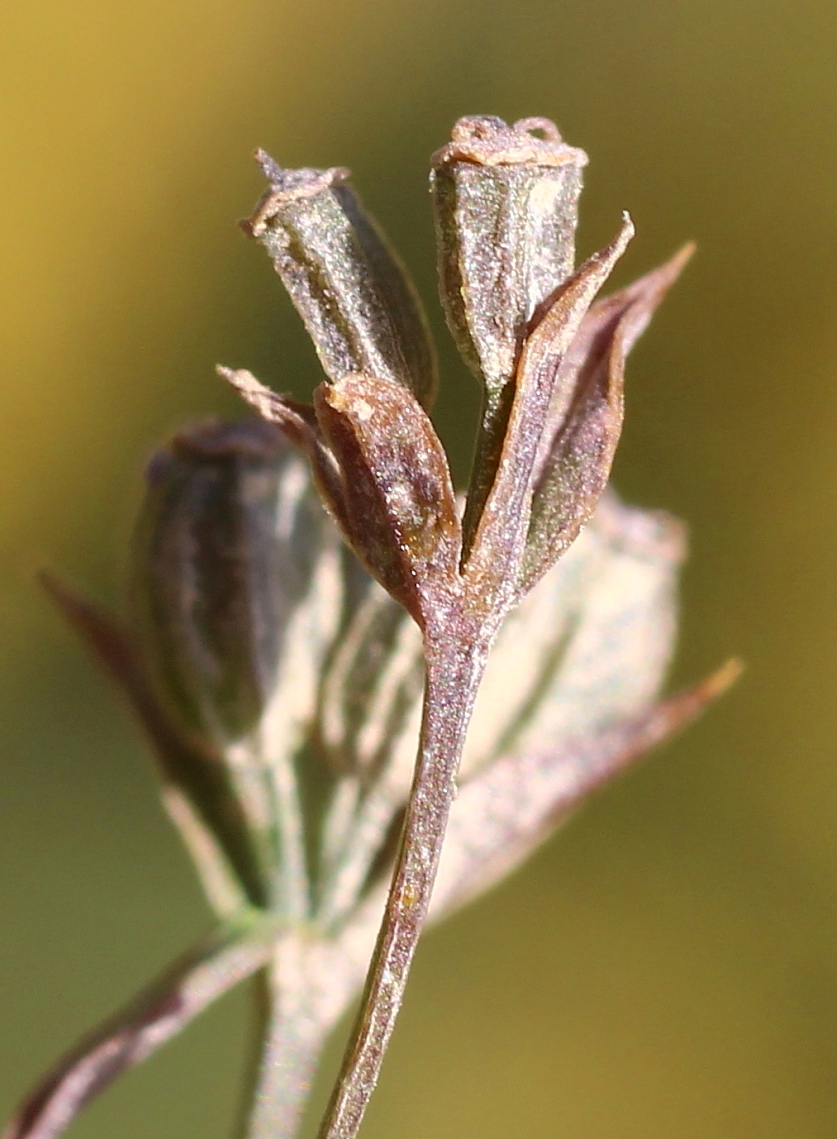 Image of Bupleurum brachiatum specimen.