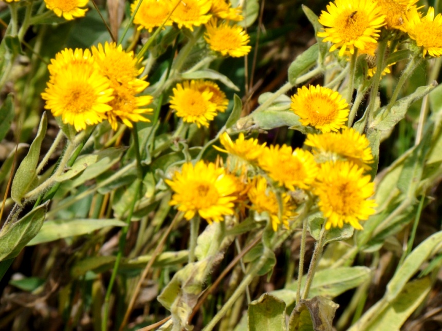 Изображение особи Inula auriculata.