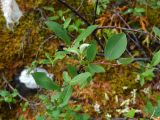 Смотреть изображение Salix hastata