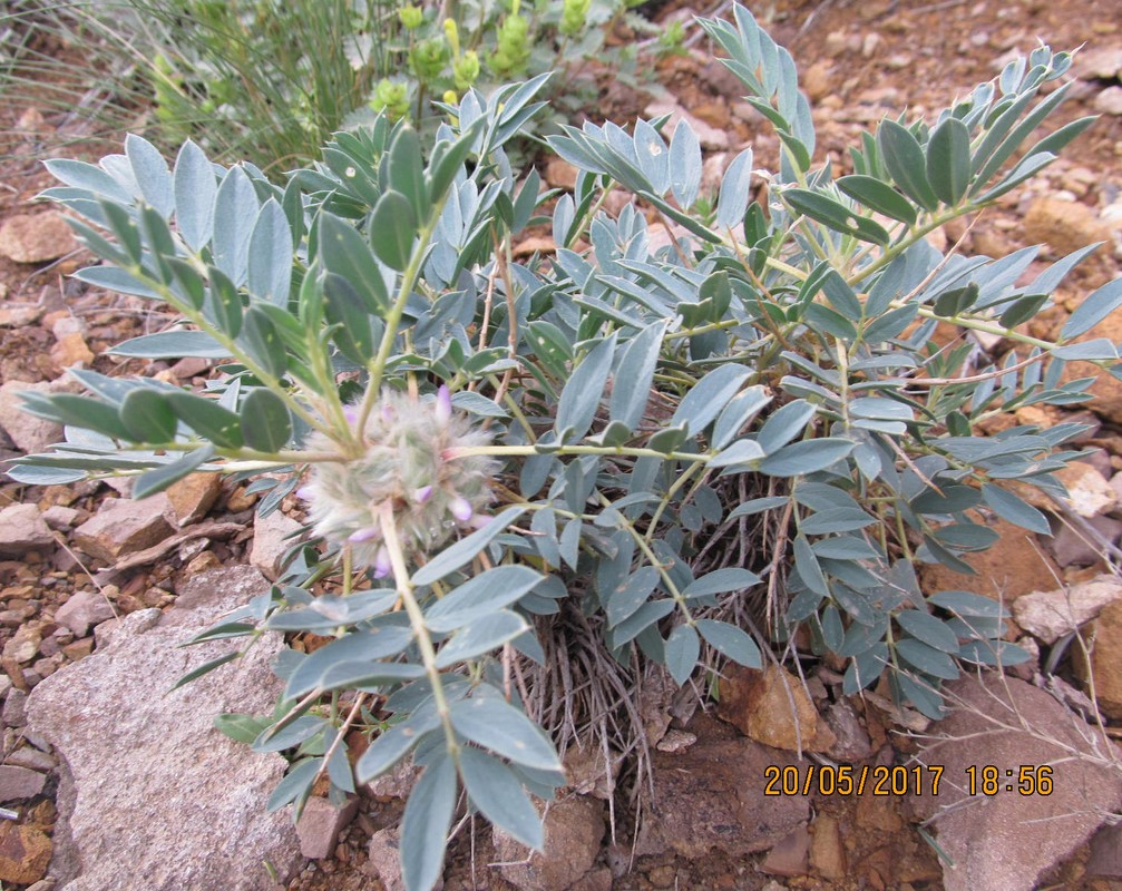 Image of Astragalus karjaginii specimen.