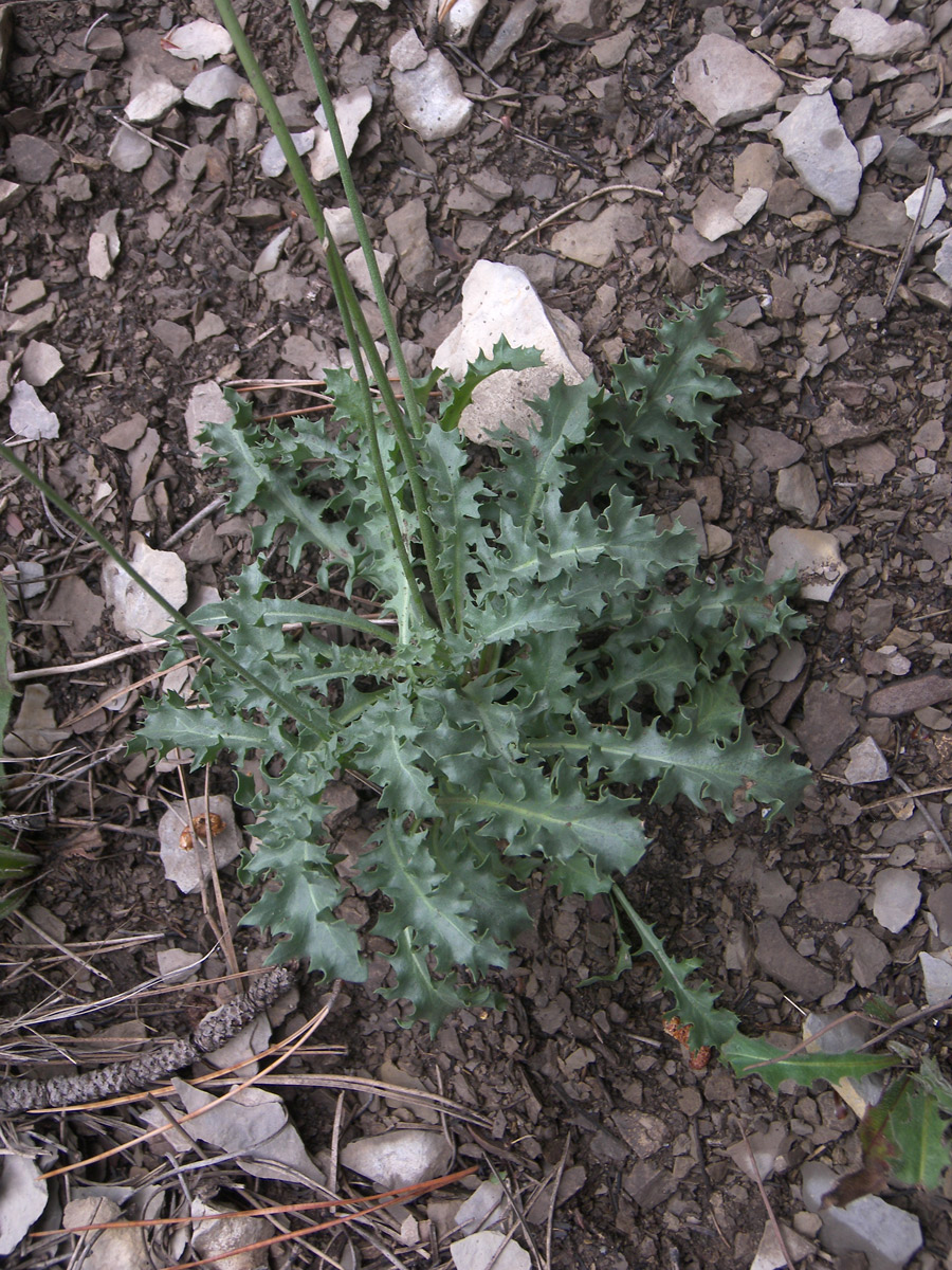 Image of Lagoseris callicephala specimen.