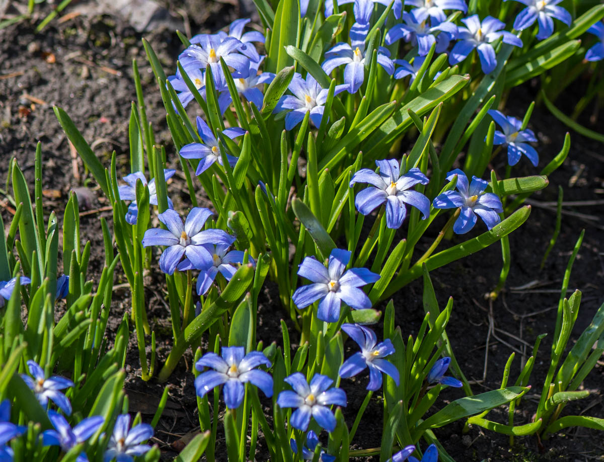 Image of Chionodoxa luciliae specimen.