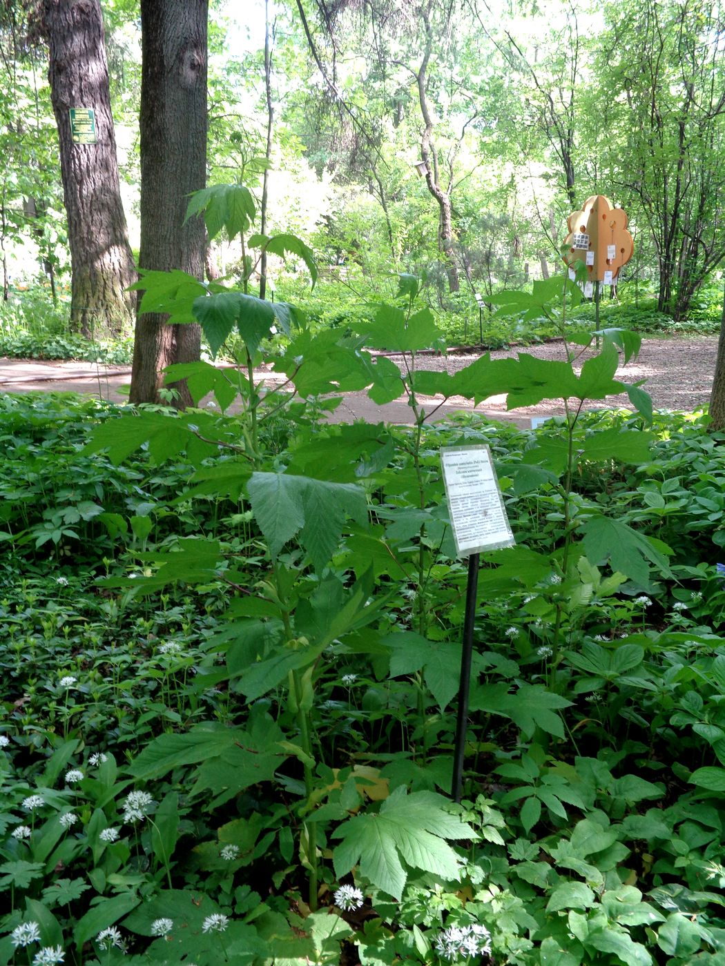 Image of Filipendula camtschatica specimen.