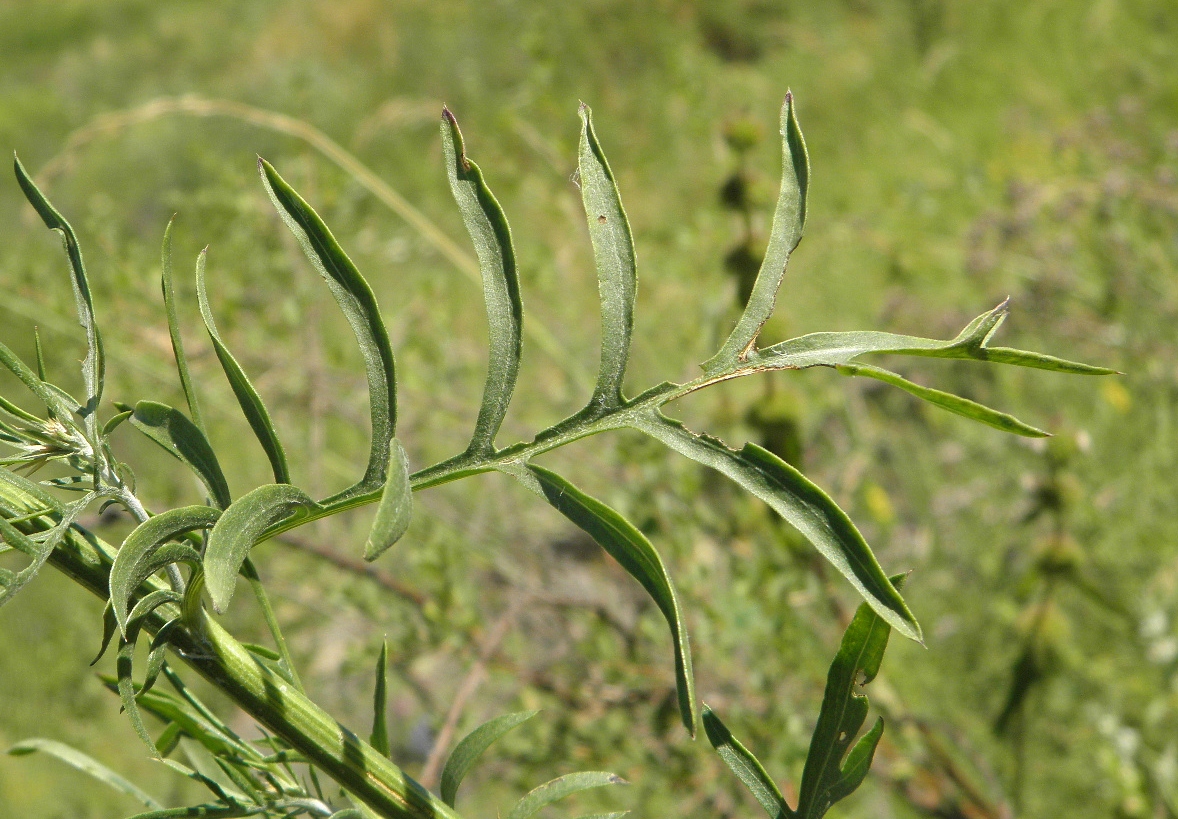 Image of Centaurea rigidifolia specimen.
