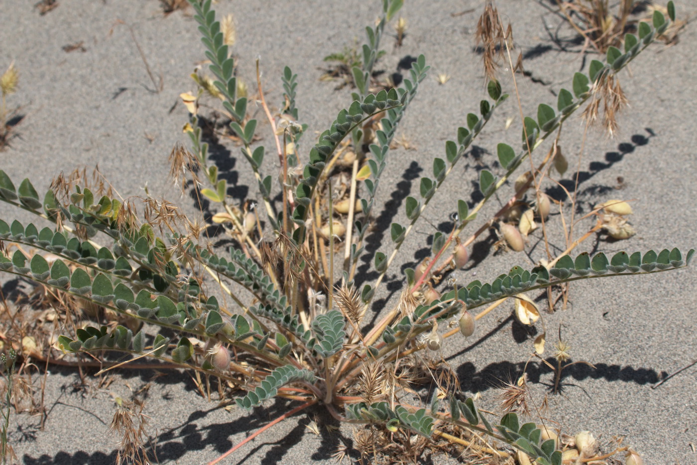 Image of Astragalus rubellus specimen.