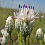 Jurinea stoechadifolia. Соцветие. Украина, Донецкая обл., Старобешевский р-н, окр. пос. Обильное, каменистые обнажения. 11.07.2010.