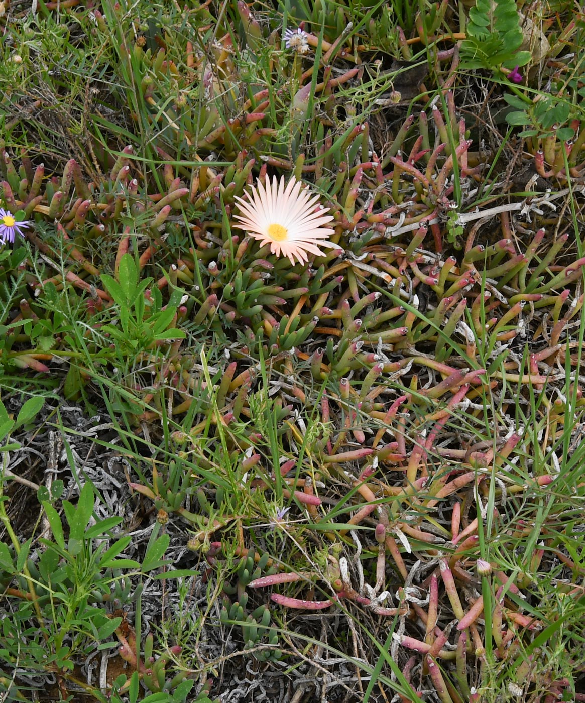 Изображение особи Jordaaniella anemoniflora.