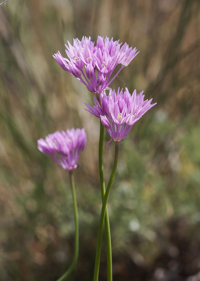 Image of Allium rubellum specimen.