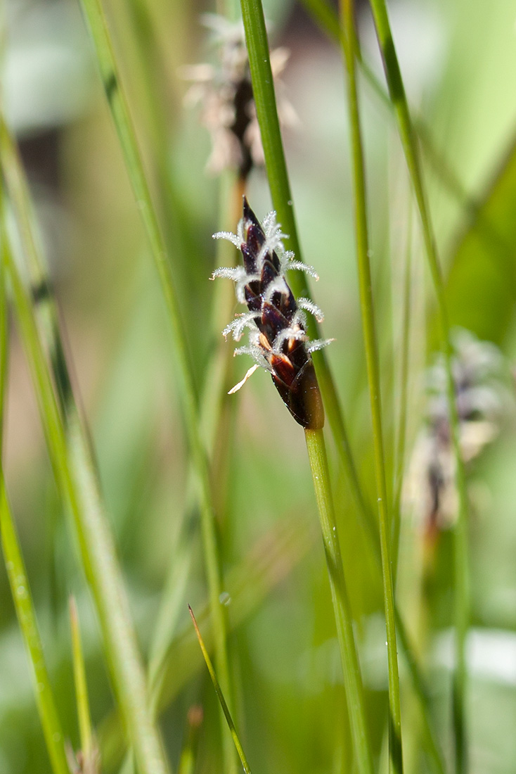 Image of Eleocharis fennica specimen.