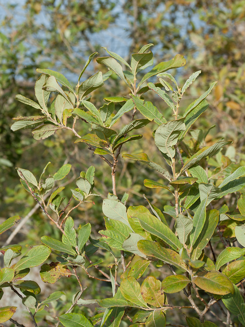 Image of Salix cinerea specimen.