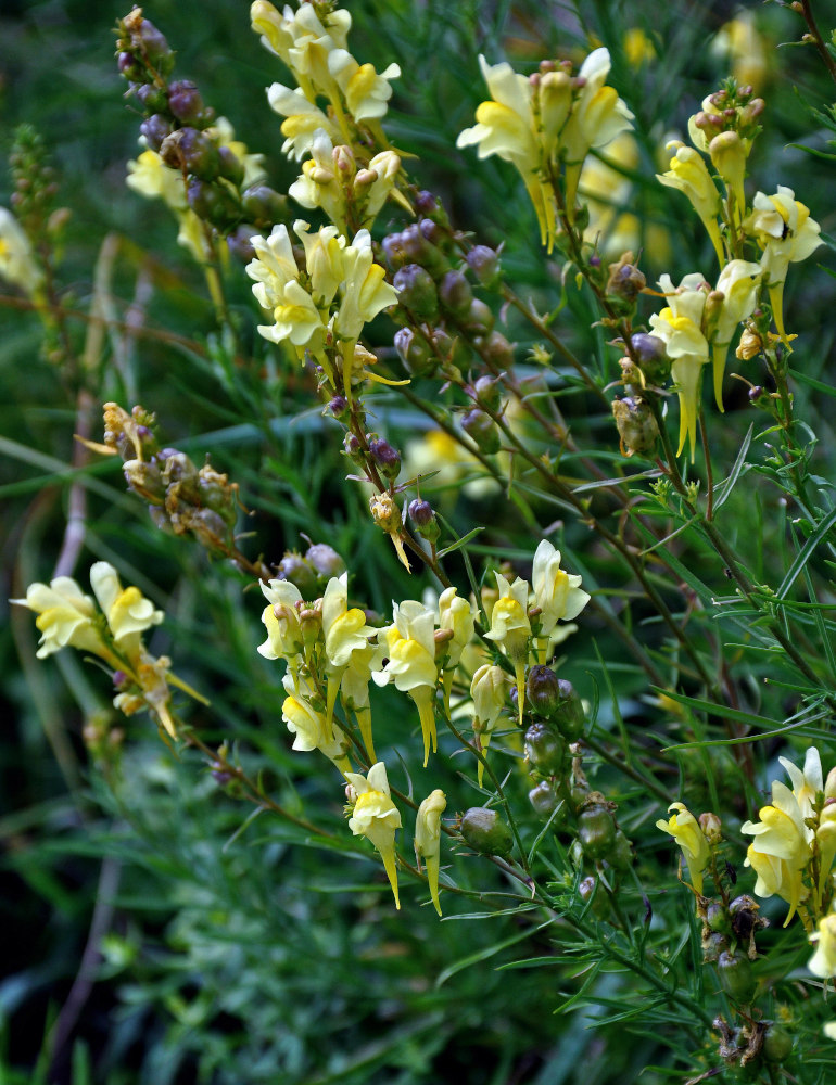 Image of Linaria vulgaris specimen.