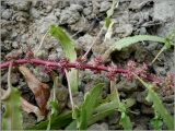 Rumex ucranicus. Часть побега. Чувашия, г. Шумерля, берег р. Сура выше Наватских песков. 24 июля 2010 г.