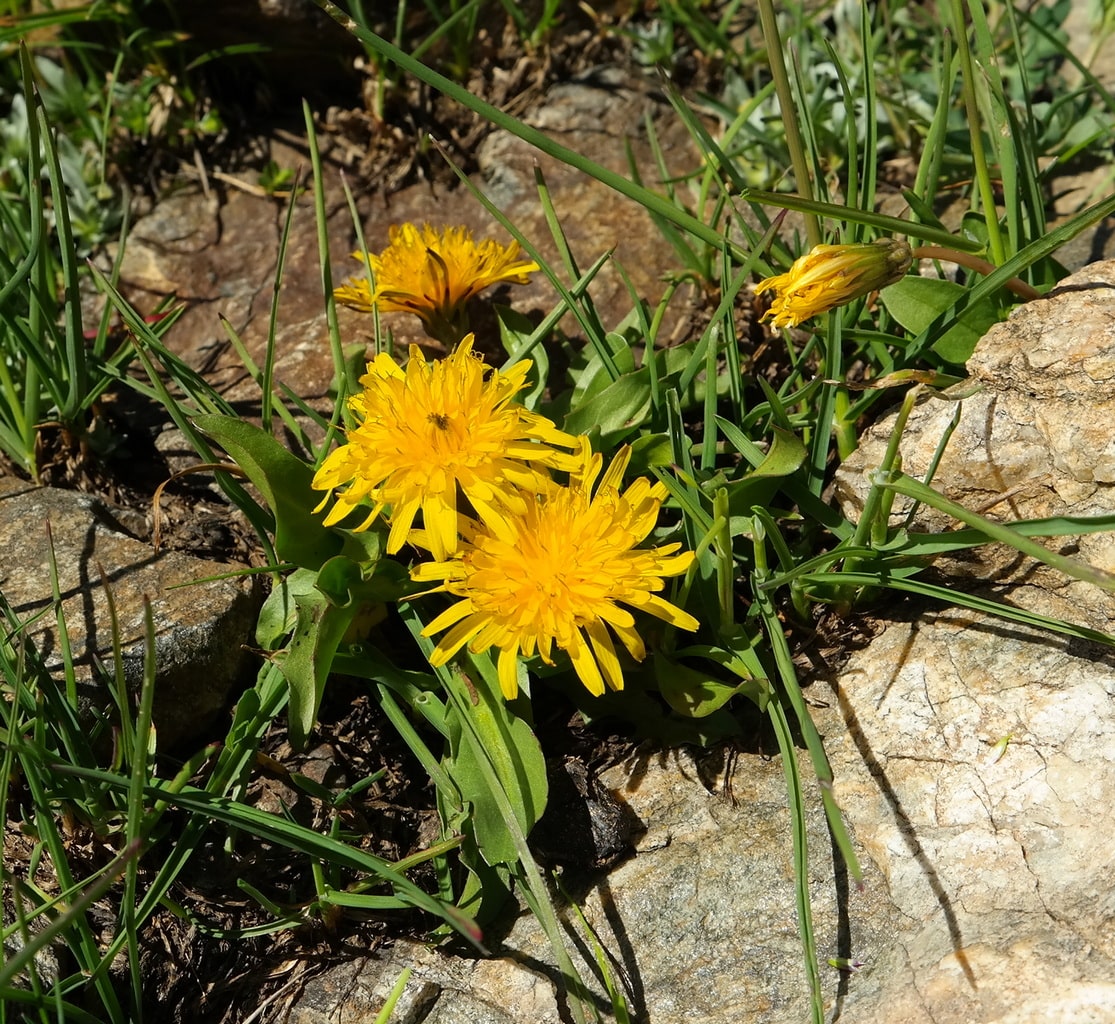 Изображение особи род Taraxacum.