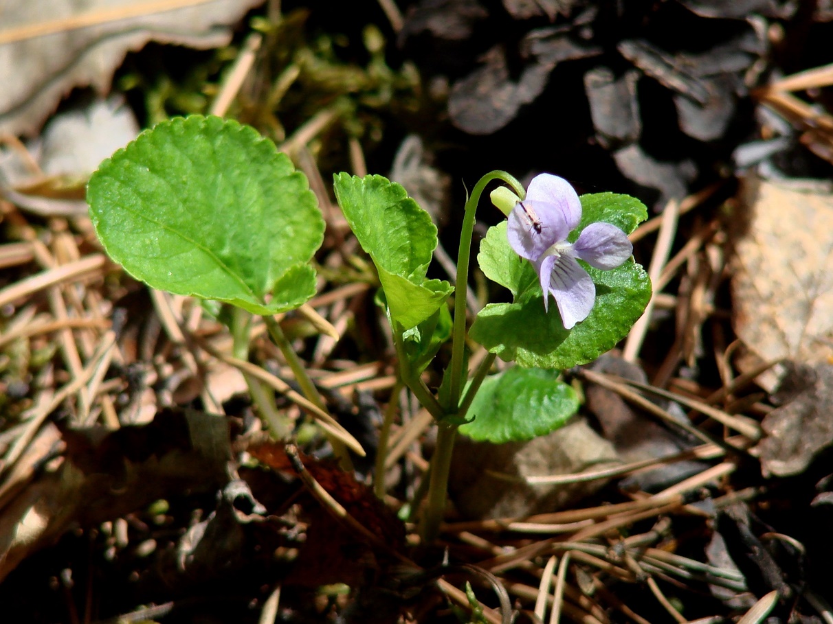 Изображение особи Viola sacchalinensis.