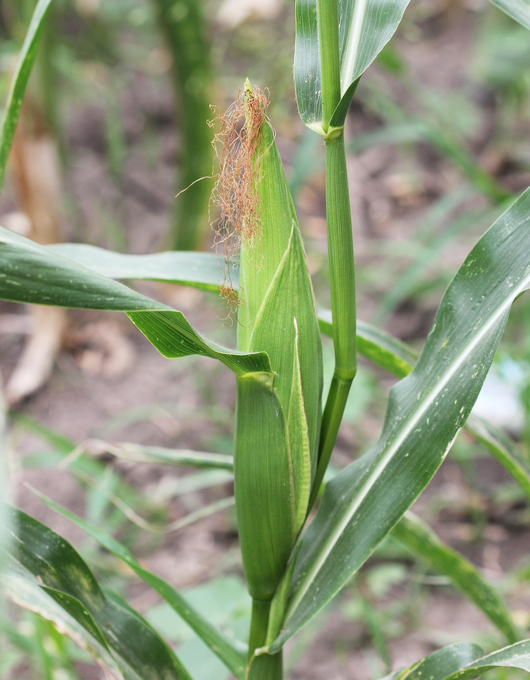 Image of Zea mays specimen.