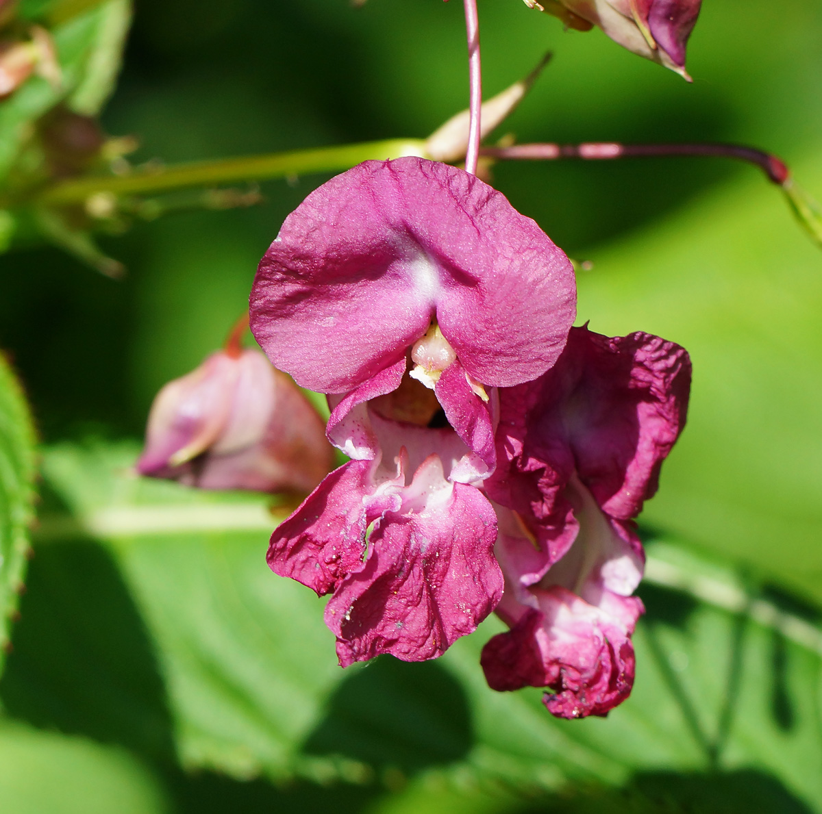 Image of Impatiens glandulifera specimen.