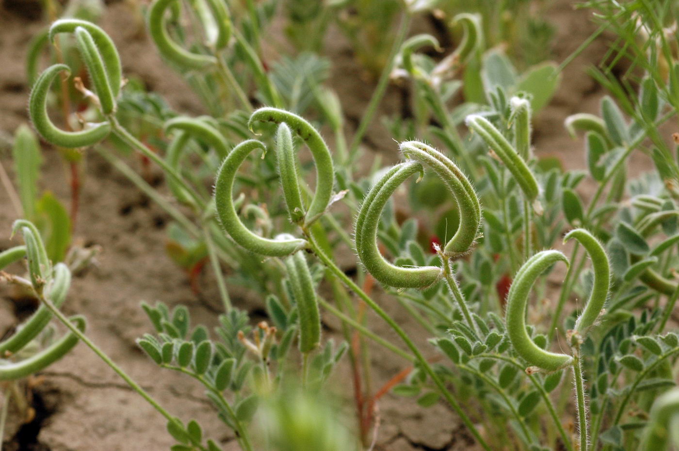 Изображение особи Astragalus commixtus.