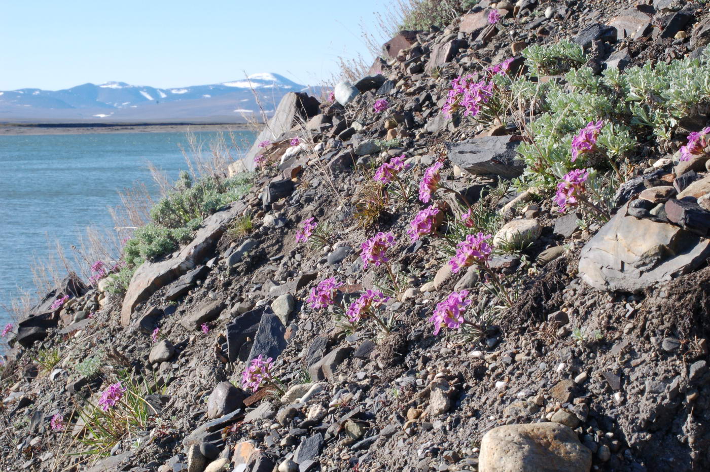 Image of Erysimum pallasii specimen.