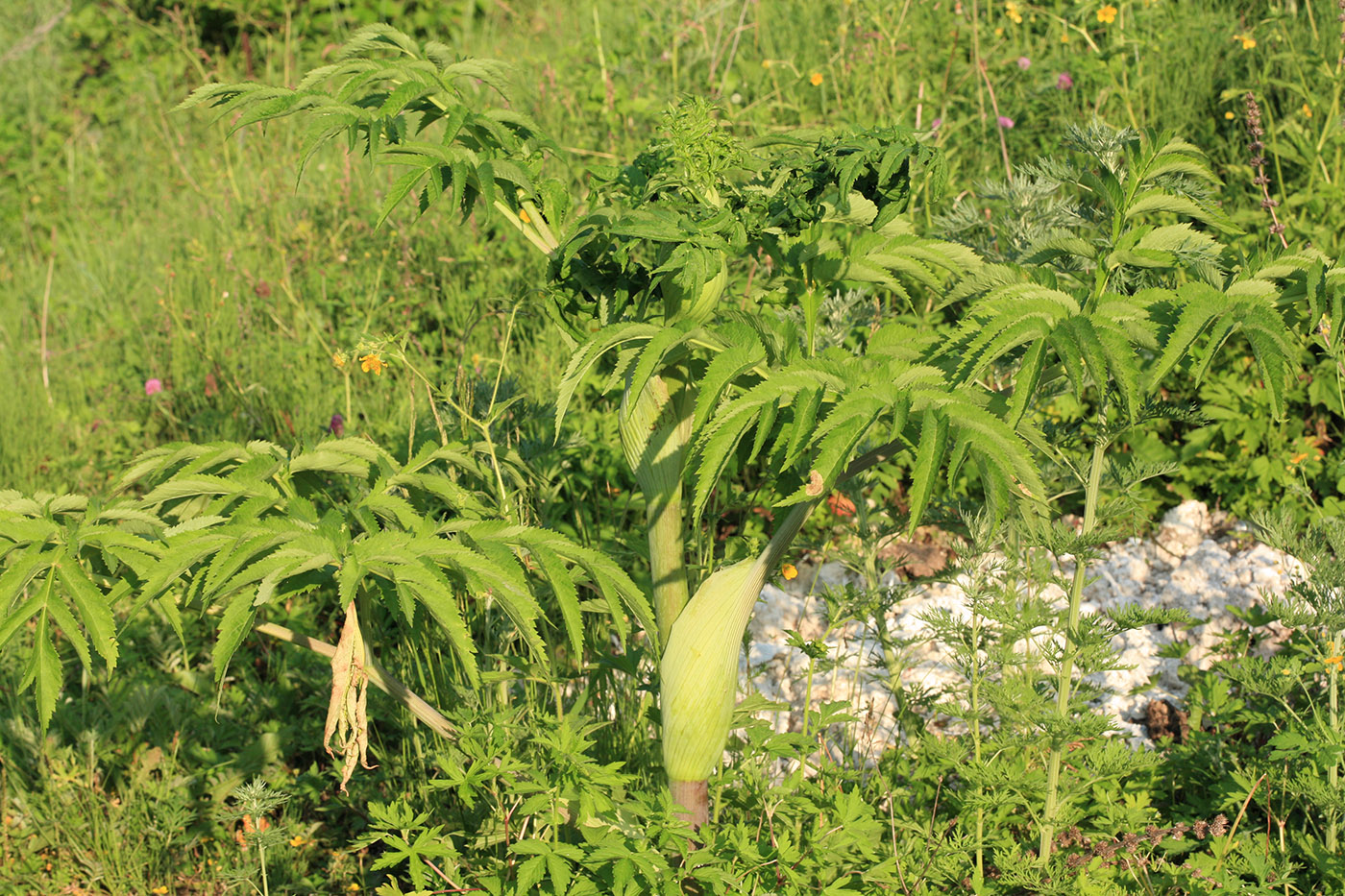 Image of Angelica dahurica specimen.