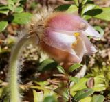 Pulsatilla vernalis. Верхушка побега с цветком. Ленинградская обл., Всеволожский р-н, окр. ст. Лемболово, умеренно нарушенный рекреацией сосняк бруснично-зеленомошный. 10.05.2020.