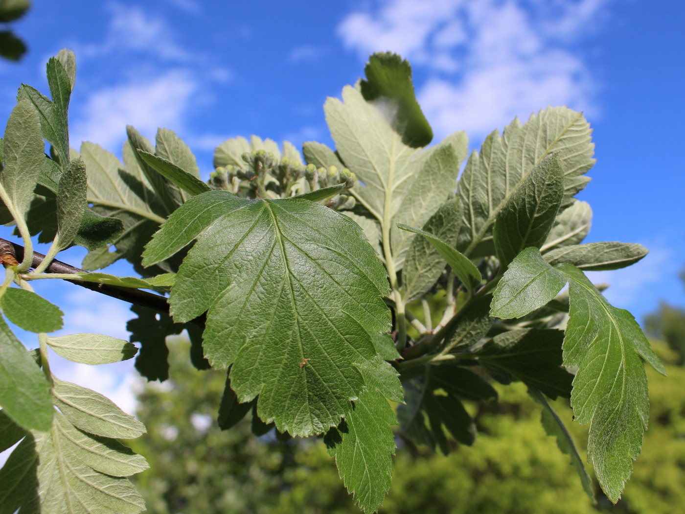 Изображение особи Sorbus intermedia.