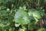 Caltha palustris